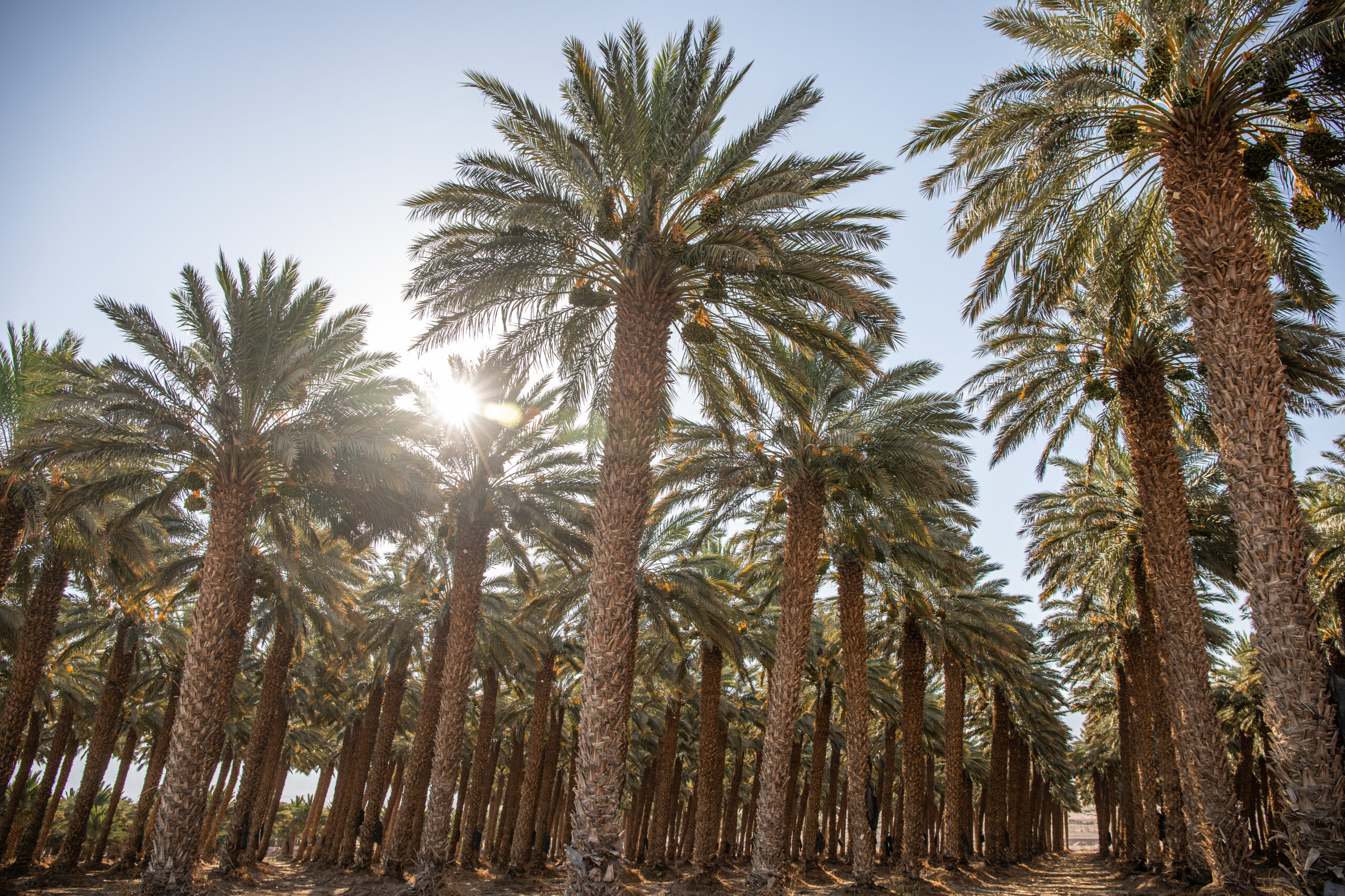 date-grove-2024-12-07-12-11-42-utc