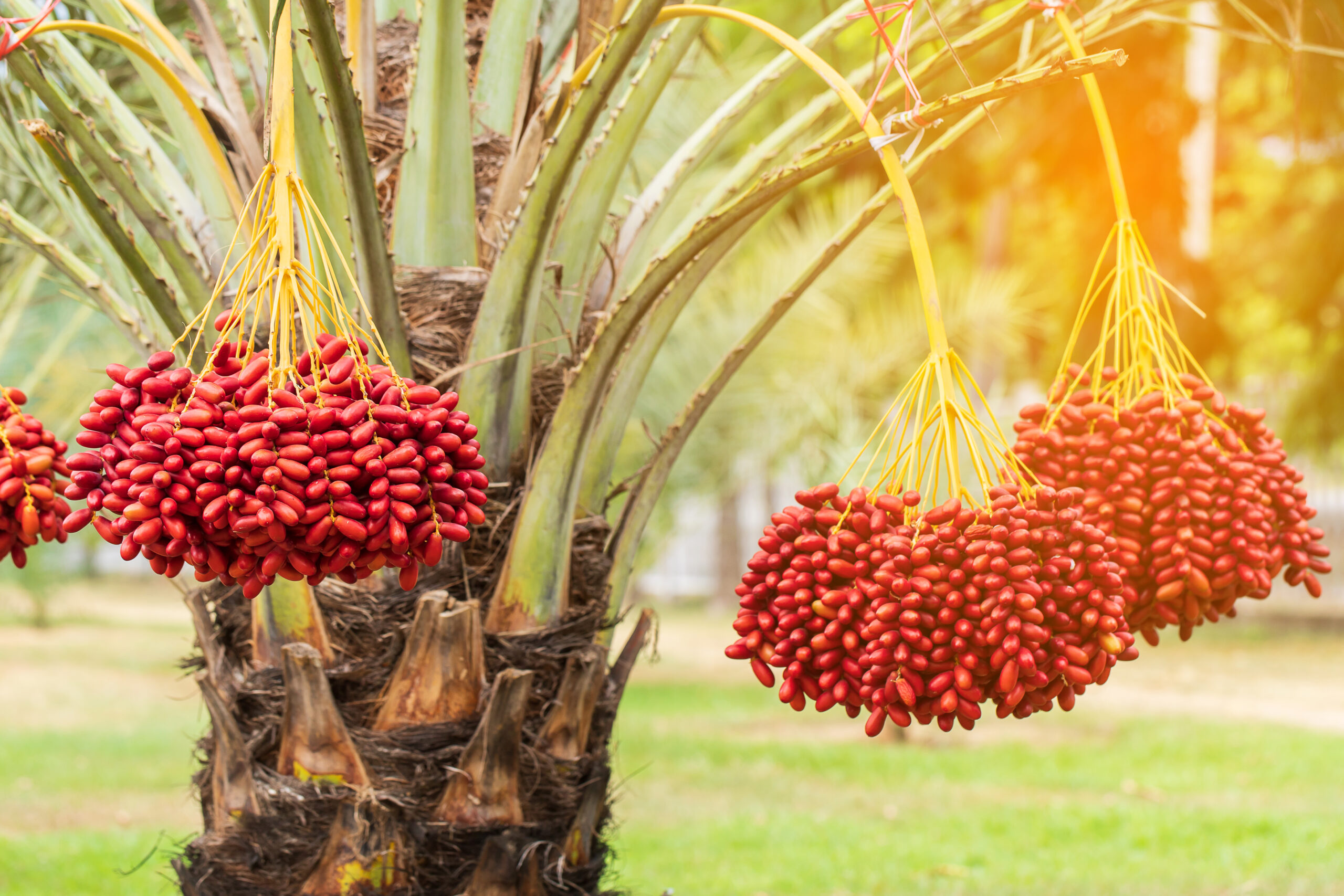 Dates palm branches with ripe dates
